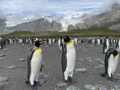16. King penguin colony-WEB
