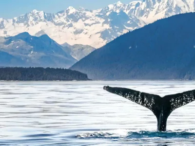 Cruise Alaska met Holland America Line - c009-top10-whaletail2-desktop