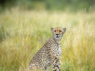 Cheetah, Kalahari Desert, Botswana