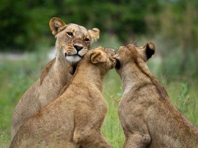 Lion Pride, Okavango Delta, Botswana