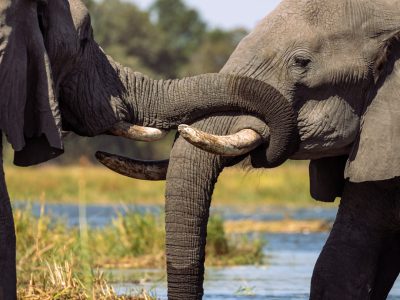 Elephant, Okavango Delta, Botswana