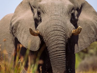 Elephant, Okavango Delta, Botswana