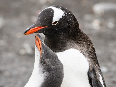 ezelspinguïns - Met Nordic op reis naar Antarctica - Albatros expeditions - Ocean Albatros