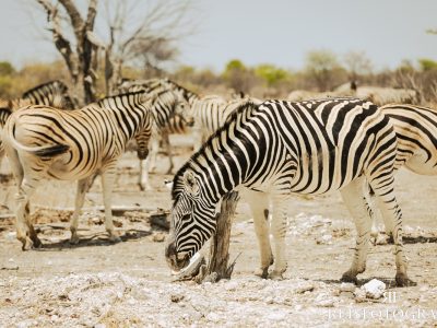 Fotoreis Namibië