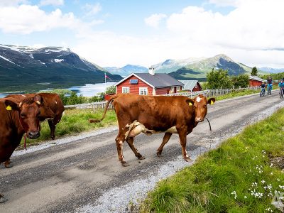 noorwegen-mjolkevegen-loslopende-koeien-12uur