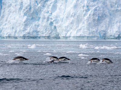 springende pinguïns - Met Nordic op reis naar Antarctica - Albatros expeditions - Ocean Albatros